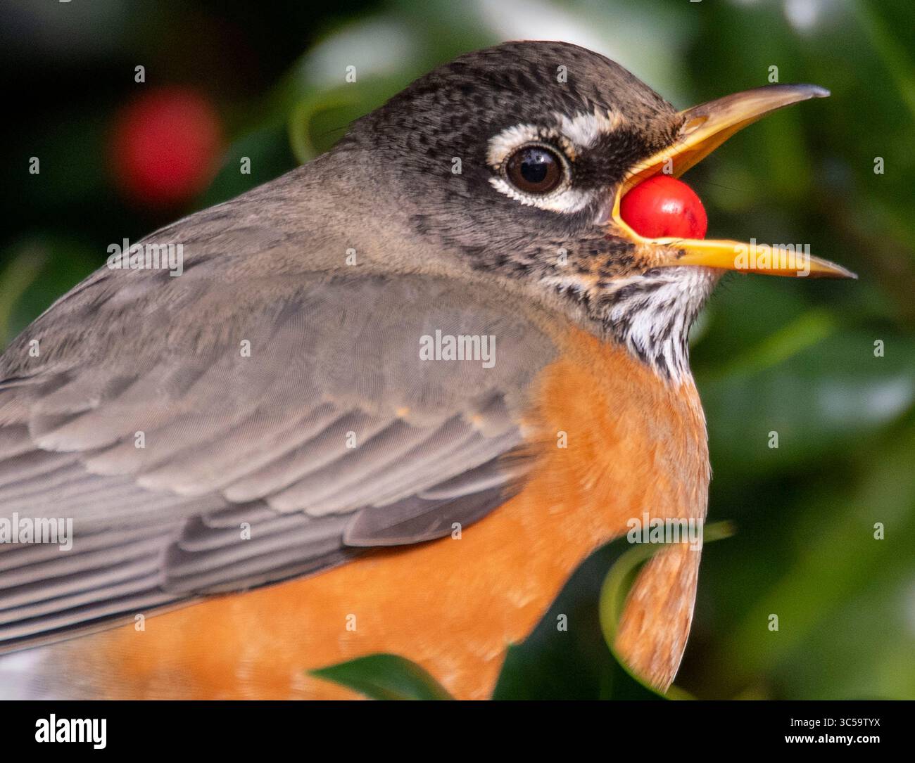 19. Januar 2020, Elkton, OREGON, USA: Ein amerikanischer robin ernährt sich von holly Beeren, die auf einem Busch im ländlichen Douglas County bei Elkton im Westen Oregons wachsen. Stechpalmenbeeren können giftig für Menschen sein, aber viele Vögel finden die hellroten Früchte sehr schmackhaft. Eine Herde von mehreren Dutzend Vögeln schmeckte an den Beeren. (Bild: © Robin Loznak/ZUMA Wire) Stockfoto