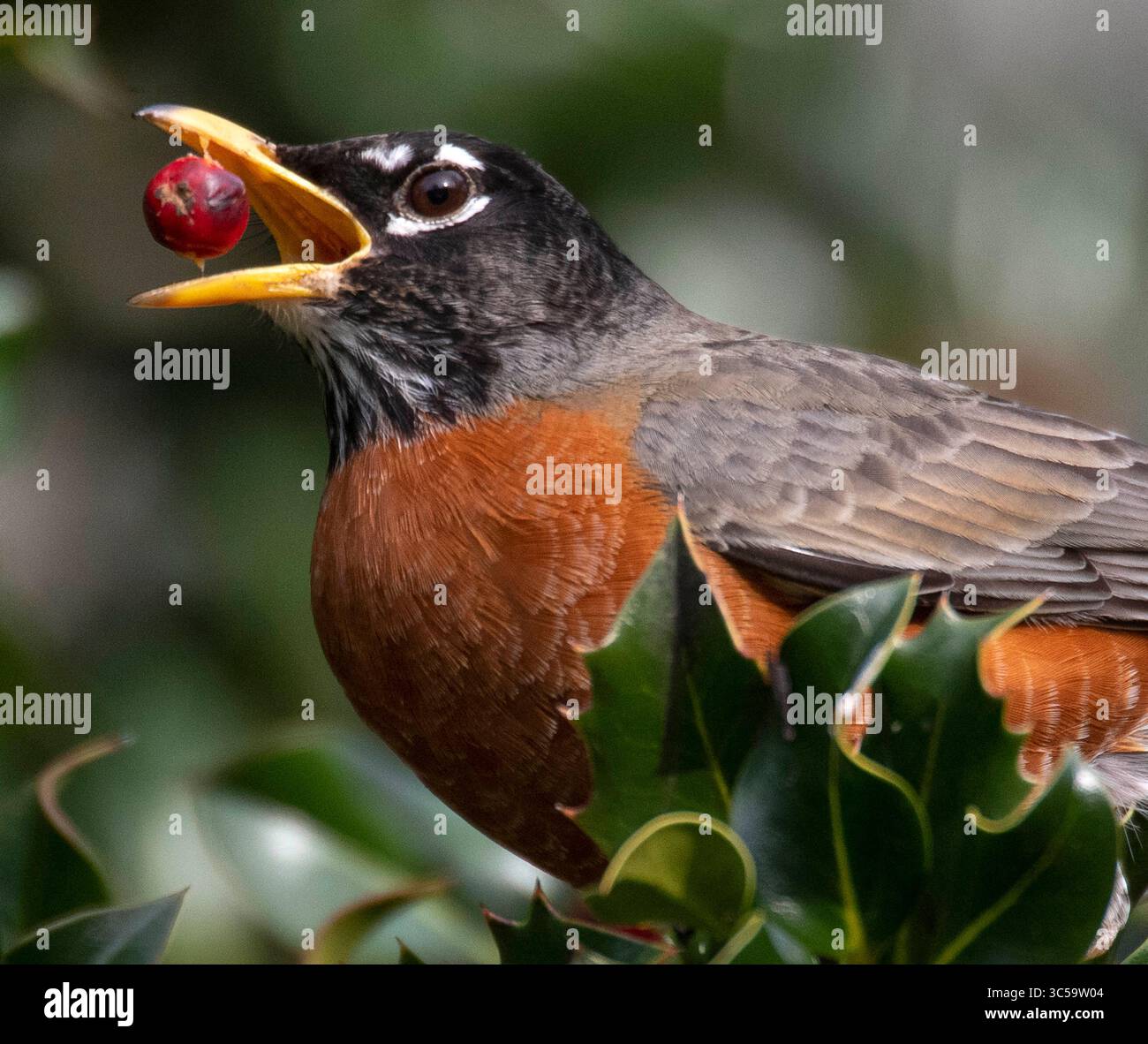 19. Januar 2020, Elkton, OREGON, USA: Ein amerikanischer robin ernährt sich von holly Beeren, die auf einem Busch im ländlichen Douglas County bei Elkton im Westen Oregons wachsen. Stechpalmenbeeren können giftig für Menschen sein, aber viele Vögel finden die hellroten Früchte sehr schmackhaft. Eine Herde von mehreren Dutzend Vögeln schmeckte an den Beeren. (Bild: © Robin Loznak/ZUMA Wire) Stockfoto