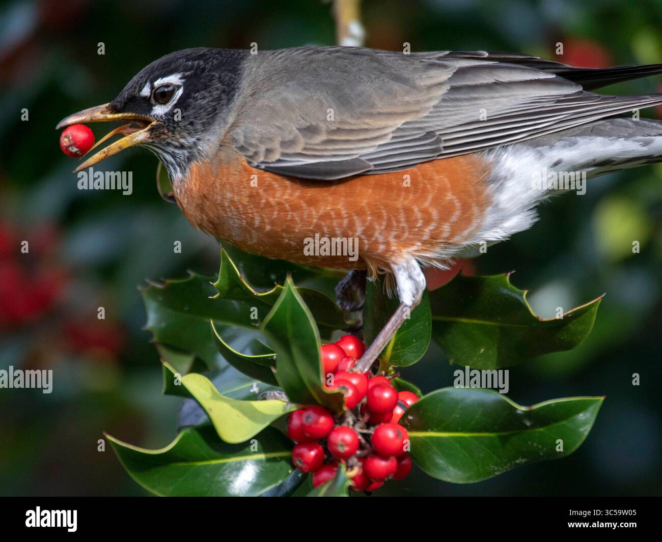 19. Januar 2020, Elkton, OREGON, USA: Ein amerikanischer robin ernährt sich von holly Beeren, die auf einem Busch im ländlichen Douglas County bei Elkton im Westen Oregons wachsen. Stechpalmenbeeren können giftig für Menschen sein, aber viele Vögel finden die hellroten Früchte sehr schmackhaft. Eine Herde von mehreren Dutzend Vögeln schmeckte an den Beeren. (Bild: © Robin Loznak/ZUMA Wire) Stockfoto