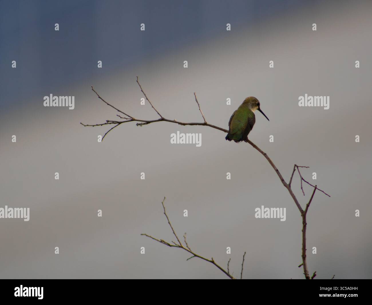 Kolibri thronte ruhig auf einem Zweig, gefangen in natürlichem Licht in Texas, USA. Stockfoto