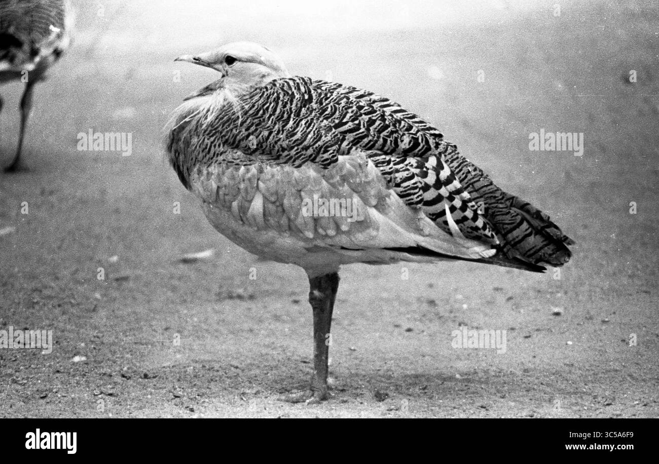 Schwarz-weißes Porträt mit einbeinigem Trappenvogel und auffälligem Federmuster Stockfoto