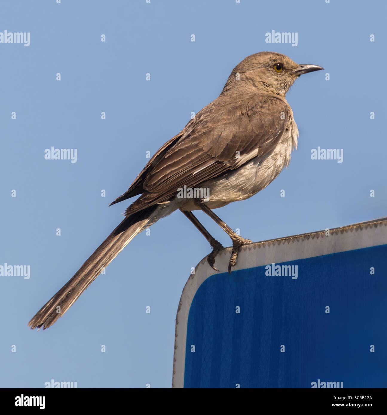 Northern Mockingbird, Erwachsener, der auf dem Straßenschild sitzt. Palo Alto Baylands, Santa Clara County, Kalifornien, USA. Stockfoto