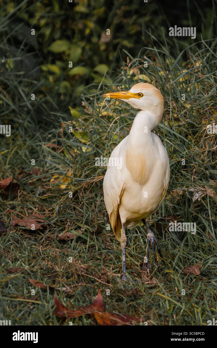 Rinderreiher (Ardea ibis) im Grasfeld Stockfoto Rinderreiher (Ardea ibis) im Grasfeld Stockfoto