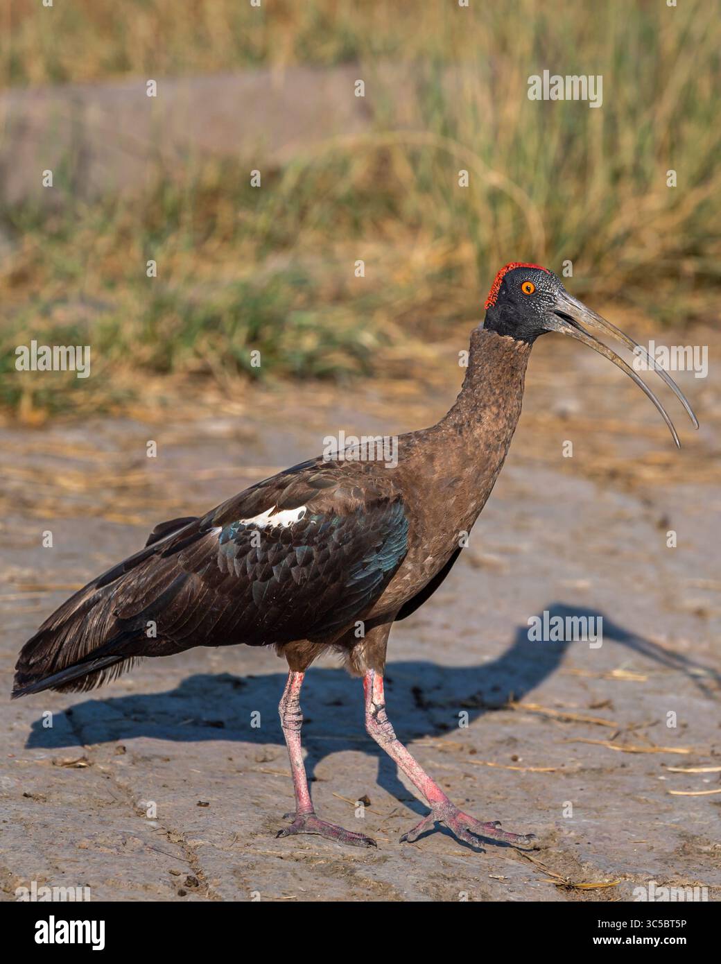 Wild Red Naped ibis oder Indian Black ibis oder Pseudibis papillosa Vogel Nahaufnahme oder Porträt mit offenem Schnabel im Keoladeo Nationalpark bharatpur Bird india Stockfoto