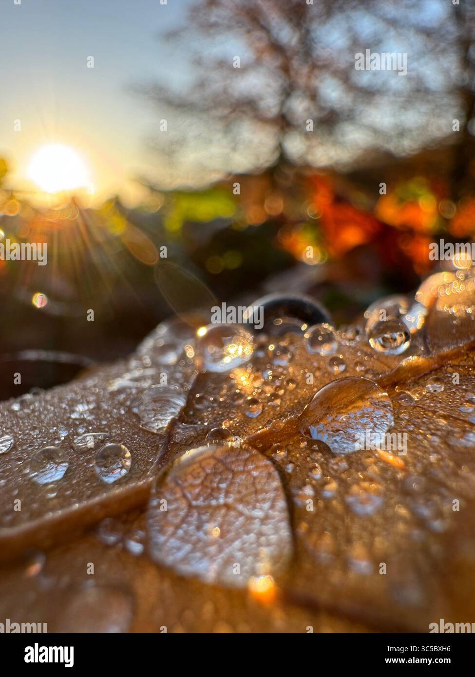 Nahaufnahme von Tau-Tropfen auf Herbstblatt bei Sonnenaufgang, mit weichem goldenem Bokeh und warmem Morgenlicht. - Smartphone-aufgenommenes Stockfoto