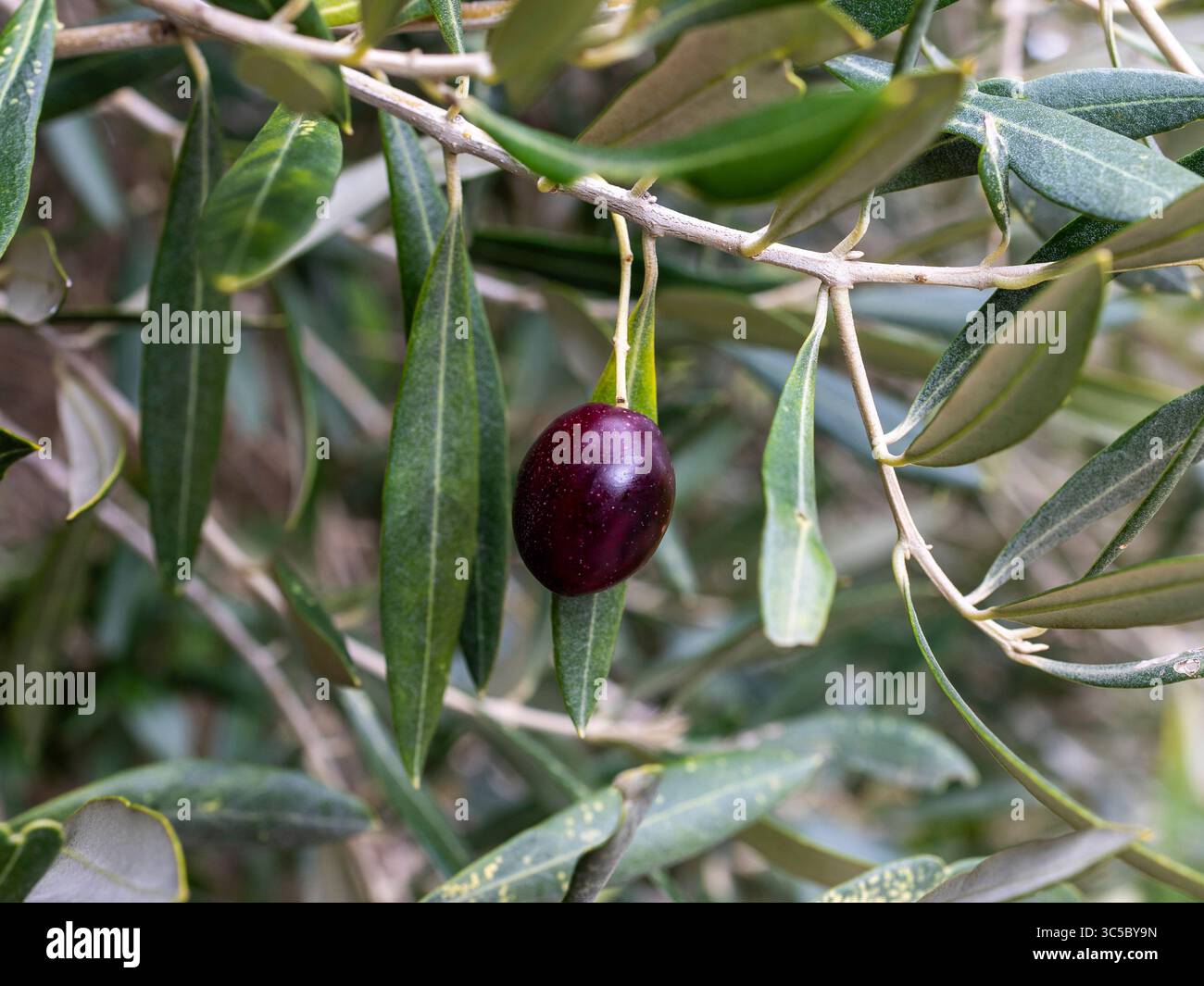 Schwarze Oliven Obst auf Zweig der Olivenbaum (Olea europaea). Nahaufnahme.  Selektive konzentrieren Stockfotografie - Alamy
