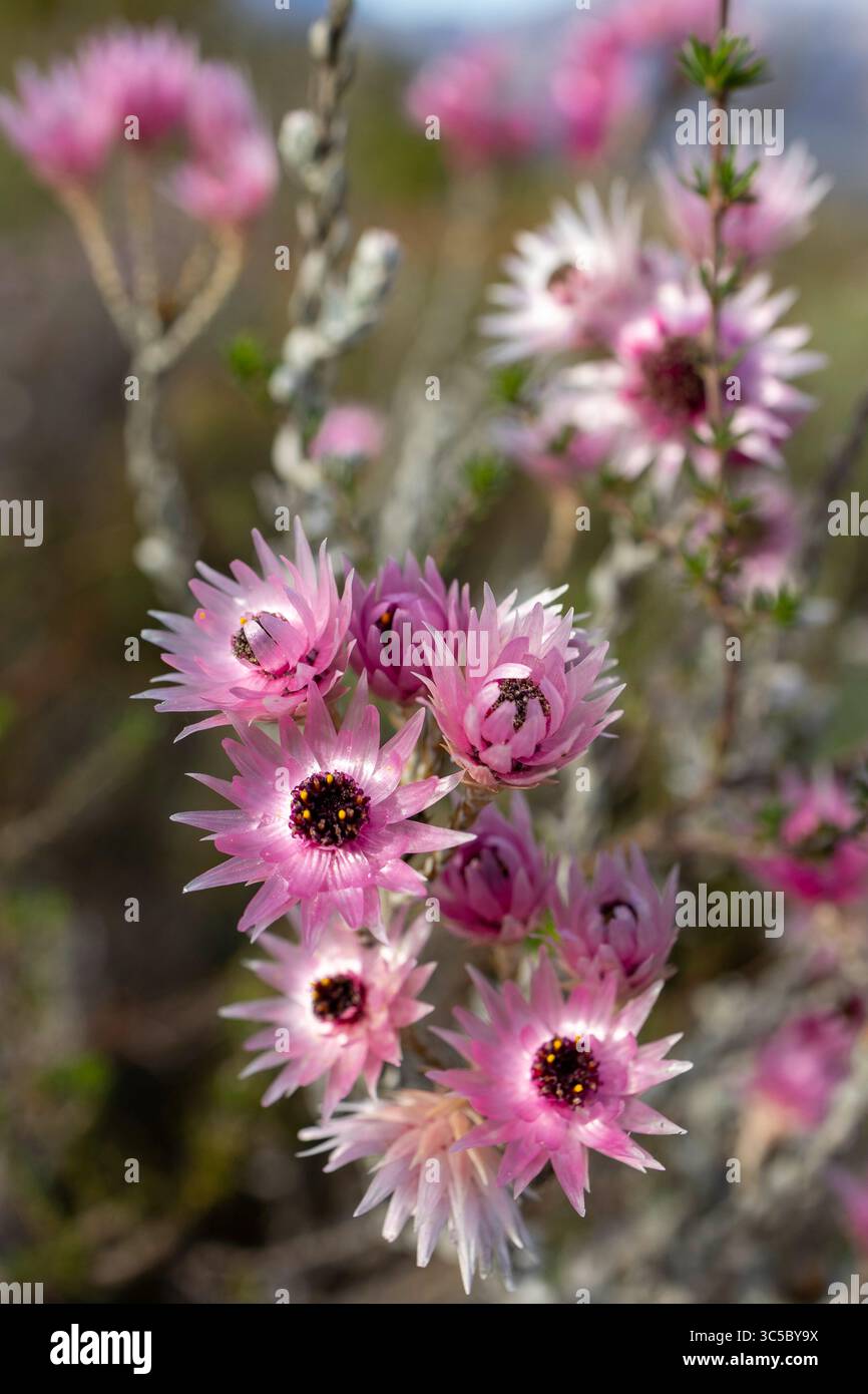 Nahaufnahme der rosa Sewejaartjie (Syncarpha canescens), die draußen in voller Blüte wächst, mit schönen, weichen Fynbos-Vegetationsblumen im Hafen Stockfoto