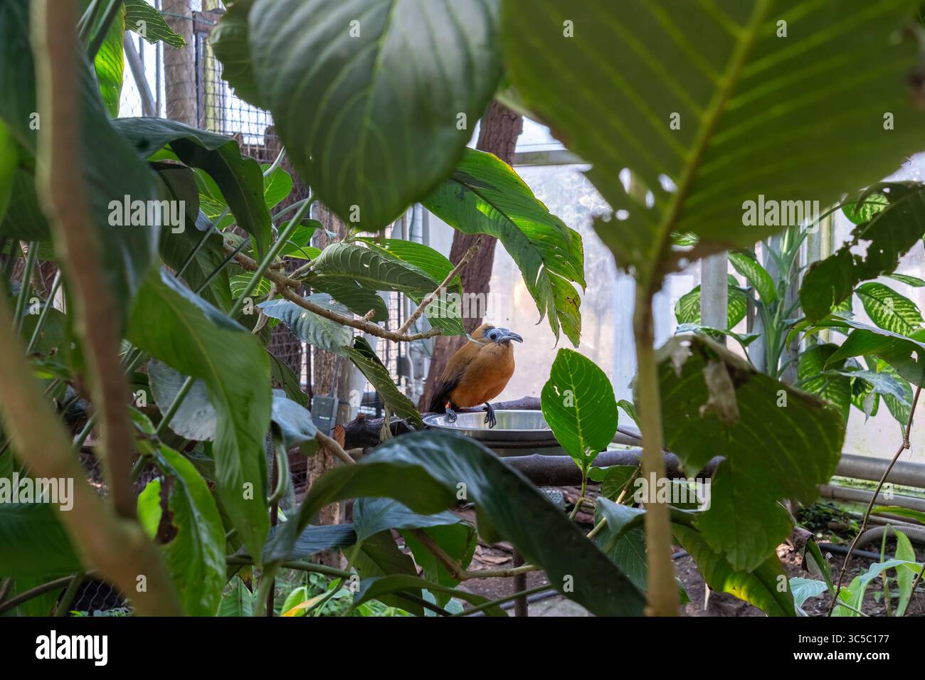 Farbenfroher exotischer Vogel mit orangefarbenen und schwarzen Federn inmitten dichter tropischer Pflanzen in einem Gewächshaus. Stockfoto