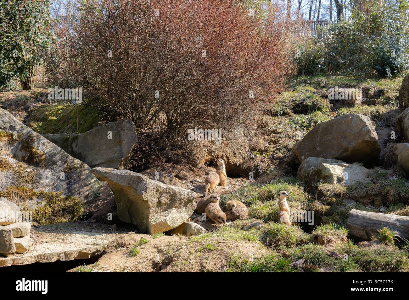 Gruppe von Erdmännchen, die auf einem grasbewachsenen Hang stehen und sitzen, umgeben von Felsen und Büschen, genießen das Sonnenlicht in einem naturalistischen Außengehege. Stockfoto