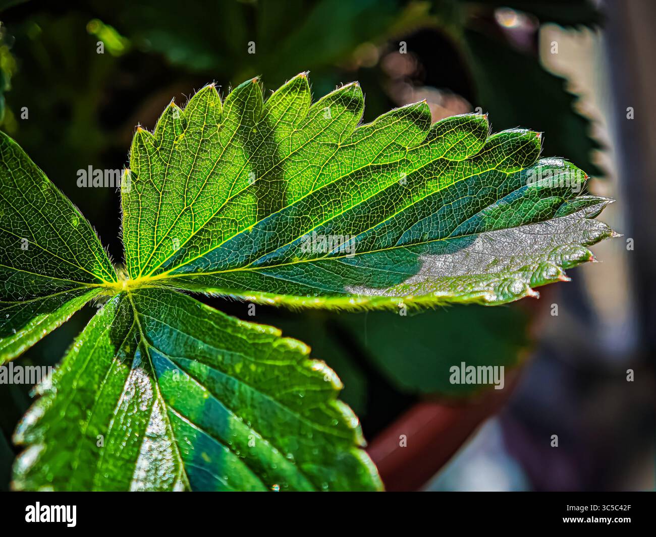 Makroaufnahme eines sonnendurchfluteten Erdbeerblattes mit ausgeprägten Adern und gezackten Kanten. Stockfoto