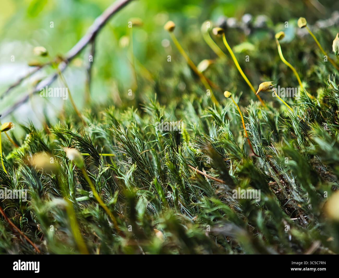 Nahaufnahme von Moos mit Sporenkapseln in einem Wald, aufgenommen bei weichem Tageslicht mit geringer Schärfentiefe und natürlichen grünen Texturen. Stockfoto