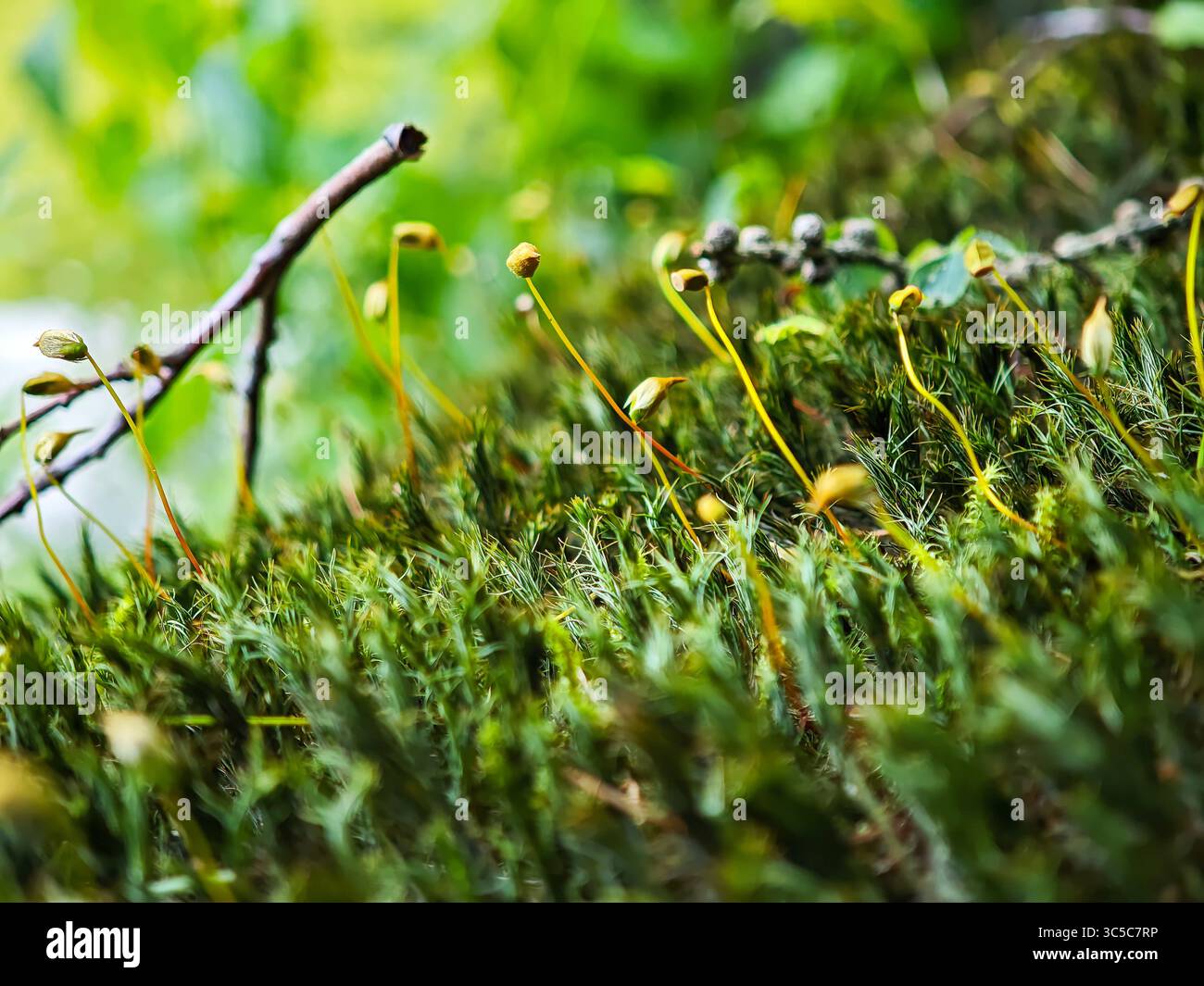 Moos mit gelb-grünen Sporenkapseln, die auf einem Waldboden wachsen, in Makroaufnahmen mit weichem natürlichem Licht und geringer Schärfentiefe aufgenommen. Stockfoto