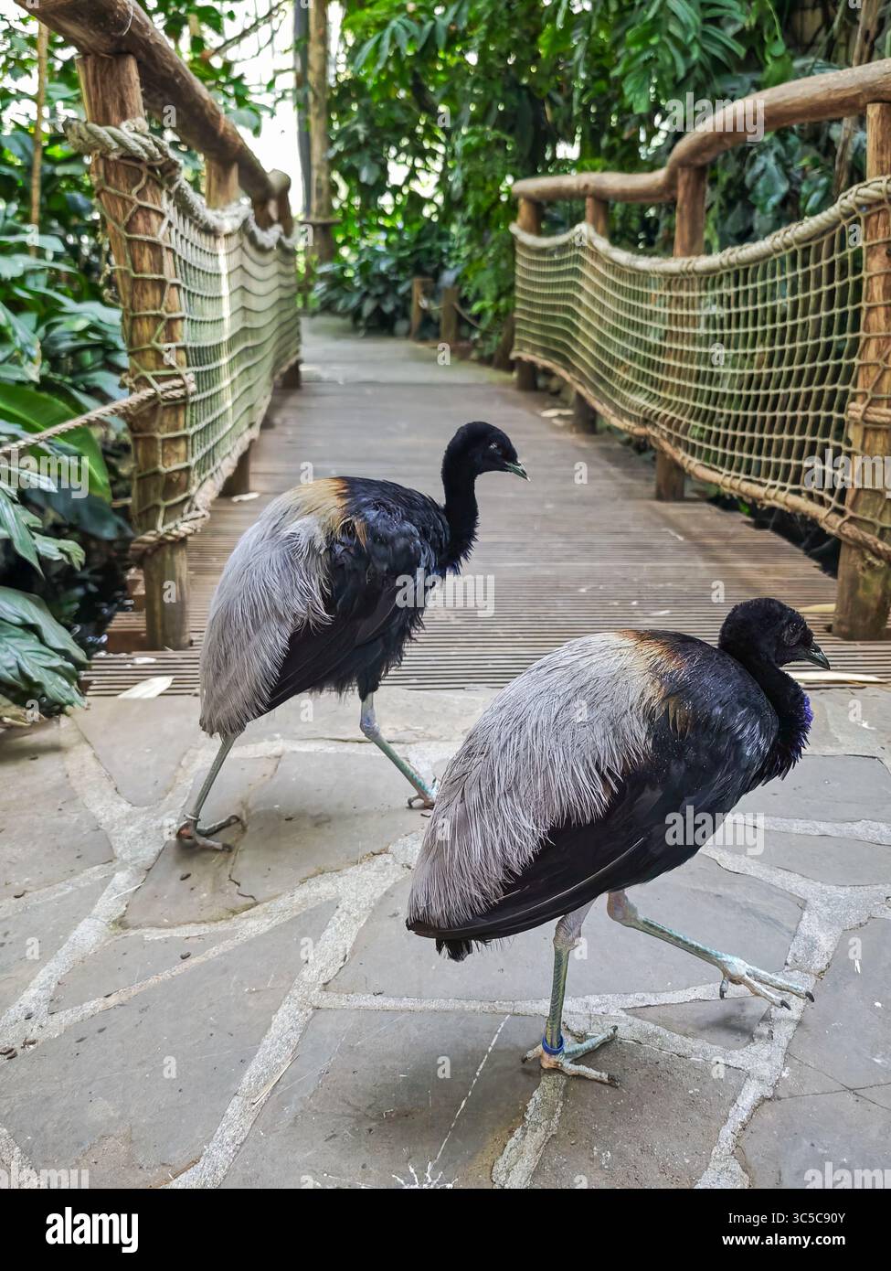 Zwei flugunfähige Vögel, die auf einem Steinweg und einer hölzernen Brücke in einem tropischen Gewächshaus mit dichter grüner Vegetation spazieren. Stockfoto