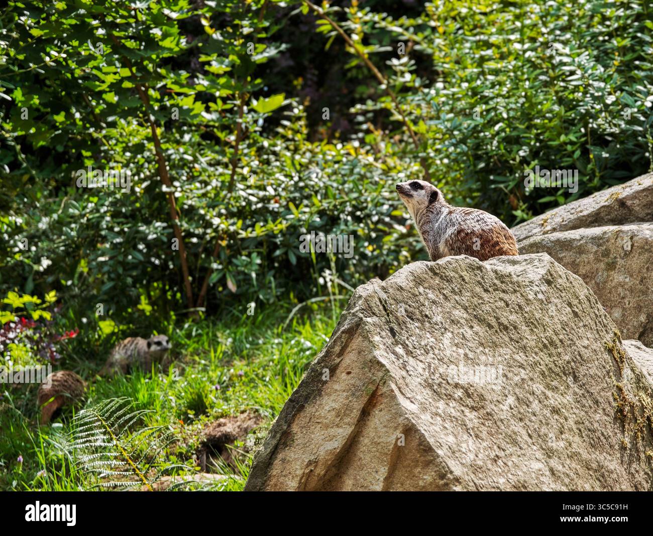 Erdmännchen sitzen auf einem großen Felsen, umgeben von grüner Vegetation, und beobachten die Umgebung in einem Zoo-Lebensraum. Stockfoto