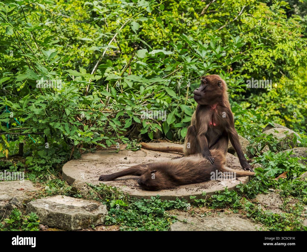Zwei Gelada-Affen ruhen in einem üppigen, grünen Zoogehege, einer liegt auf dem Boden, während der andere aufrecht sitzt und die Umgebung beobachtet. Stockfoto