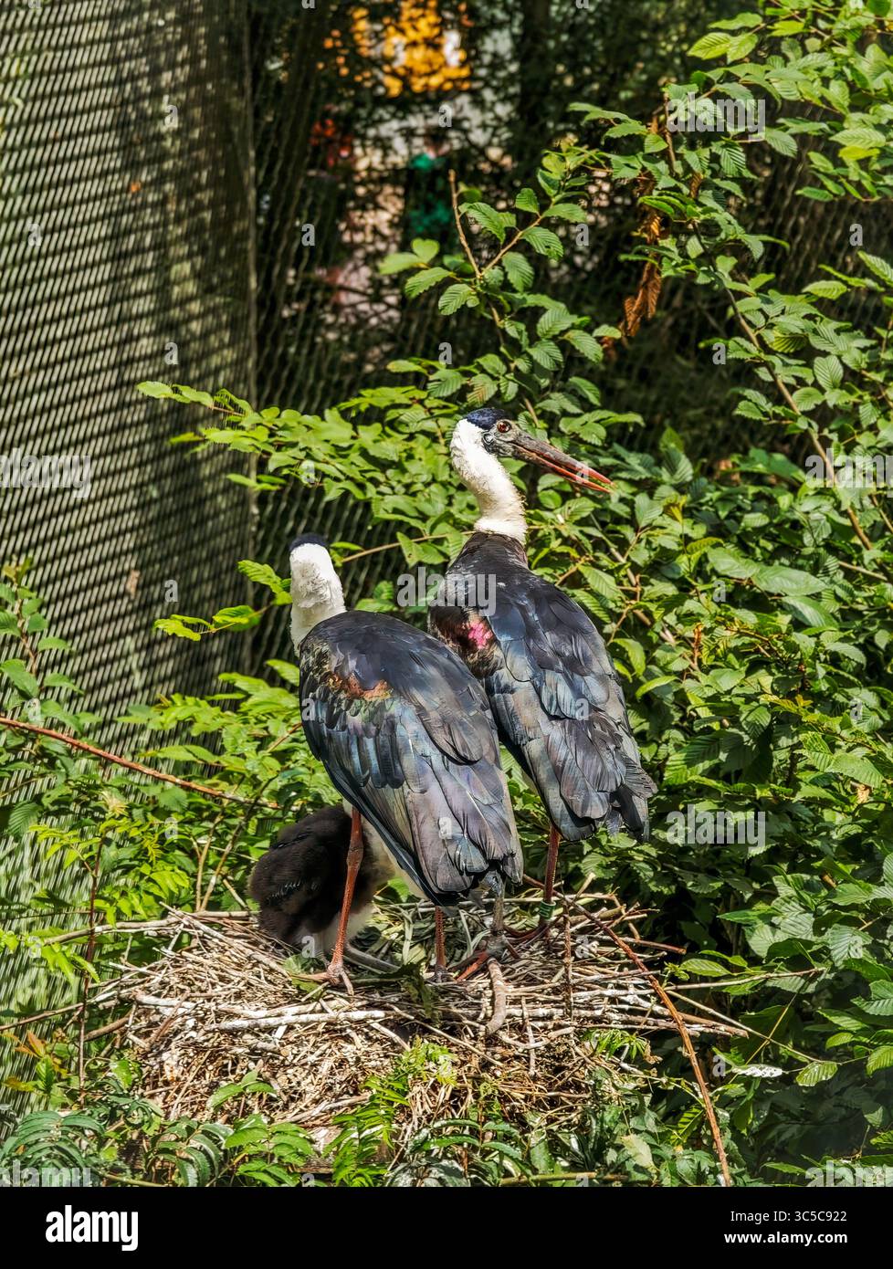 Ein Paar Sattelschnabelstörche, die in einem Nest mit einer Küken stehen, umgeben von grüner Vegetation in einer Zoo-Voliere. Stockfoto