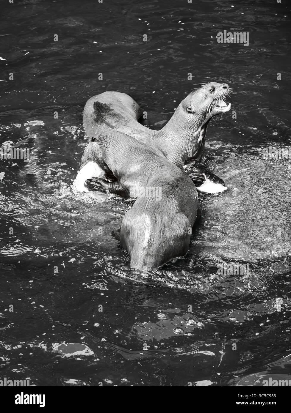 Zwei Otter spielen zusammen im Wasser, einer mit offenem Mund, als ob sie sprechen oder kommunizieren. Das Bild wird in Schwarzweiß angezeigt. Stockfoto