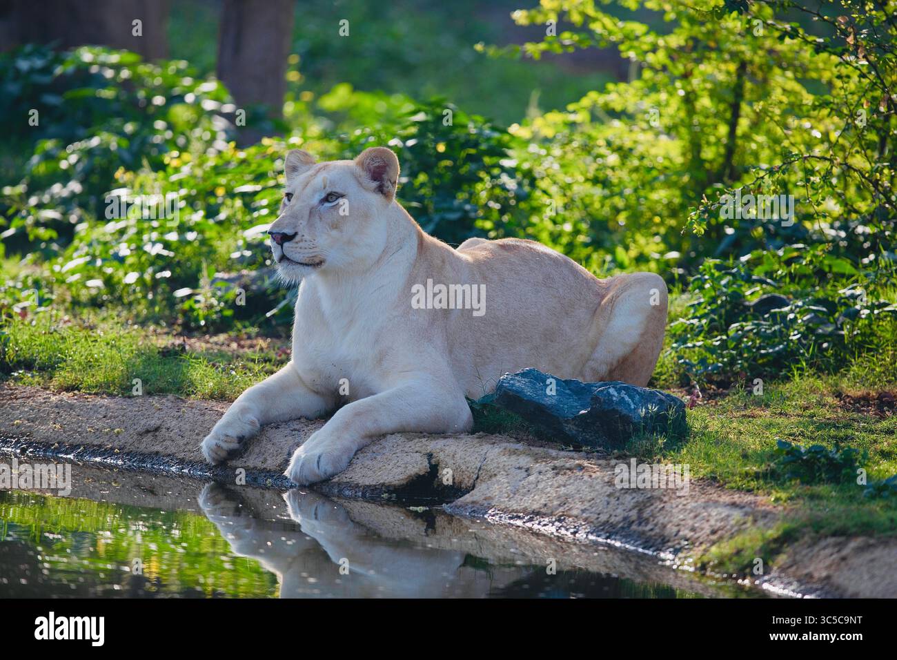 Nur eine entspannende Löwin, die Sonne und Wetter genießt. Stockfoto