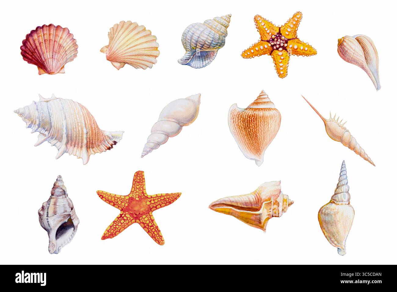 Hand gezeichnete Muscheln und Seesterne auf weißem Hintergrund, Aquarell Original Gemälde bunte fossile Unterwasserlebensobjekte, Illustration Kunst Zeichnung Stockfoto