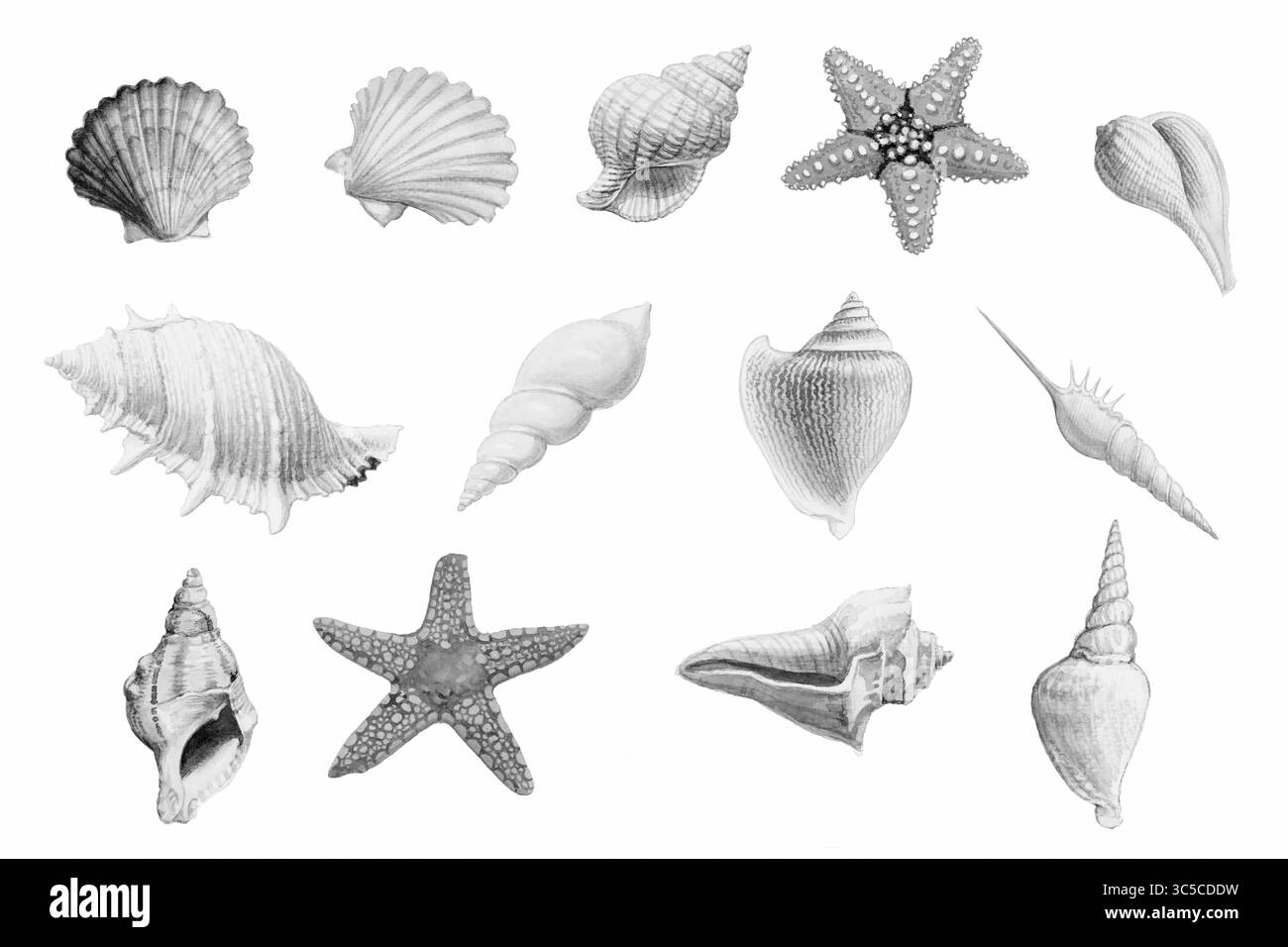 Hand gezeichnete Muscheln und Seesterne auf weißem Hintergrund, Aquarell Original Gemälde bunte fossile Unterwasserlebensobjekte, Illustration Kunst Zeichnung Stockfoto