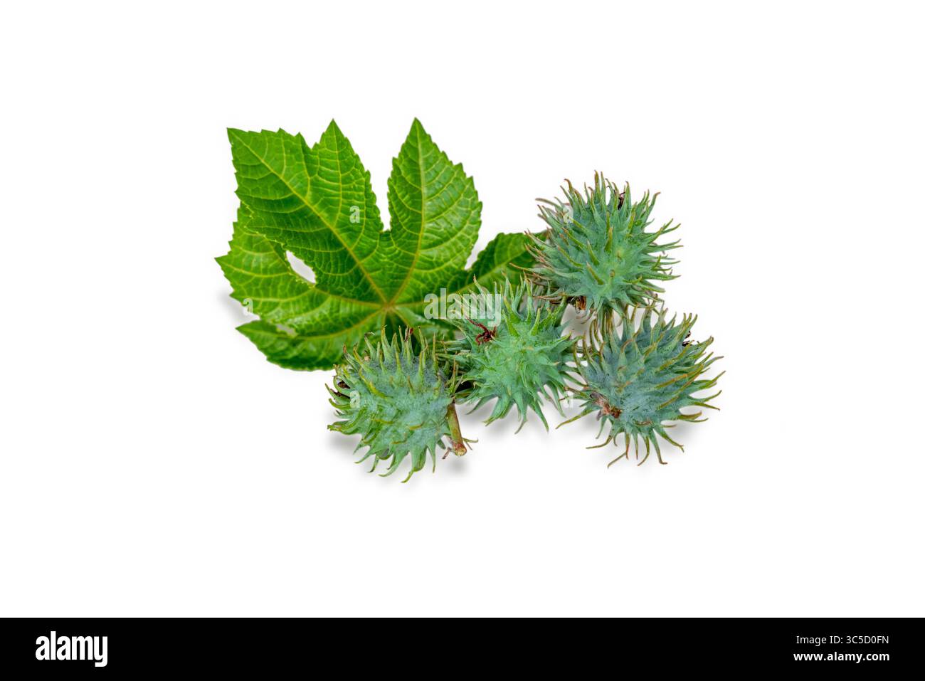 Grüne Ricinus Communis Pflanzenfrucht (Rizinusbohnenfrucht, Rizinusölpflanze) grünes Blatt isoliert auf Hintergrund Stockfoto