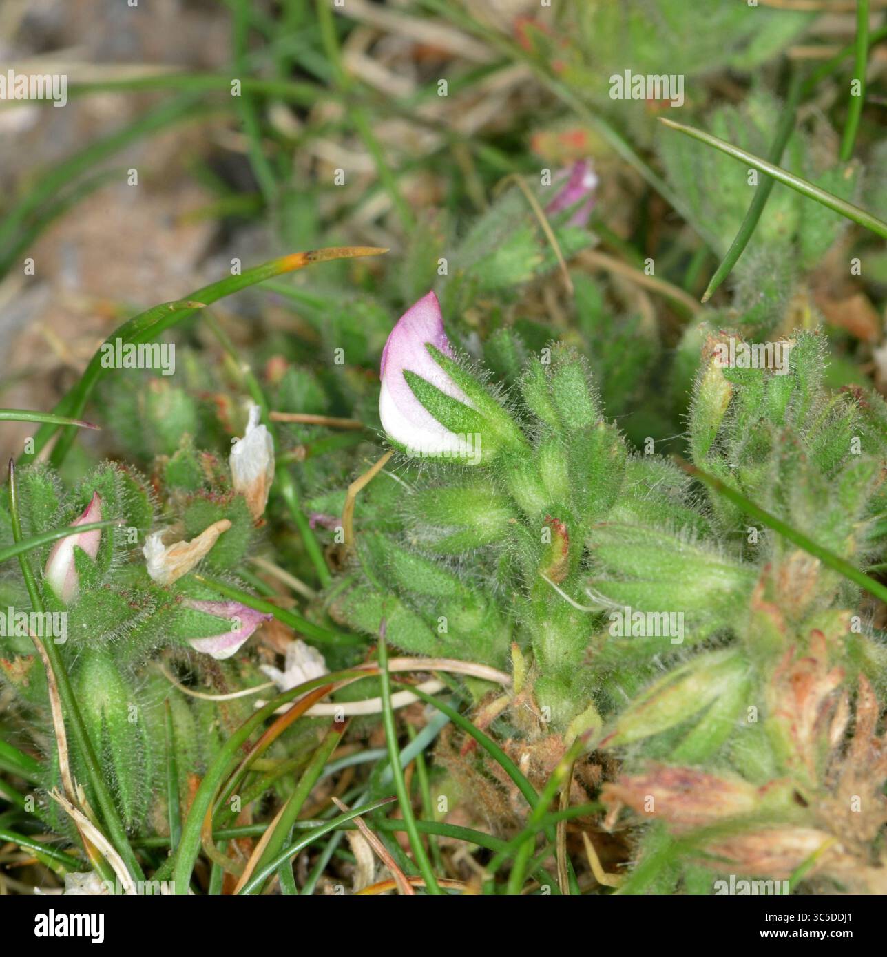 Kleiner Resthaarrow - Ononis reclinata Stockfoto