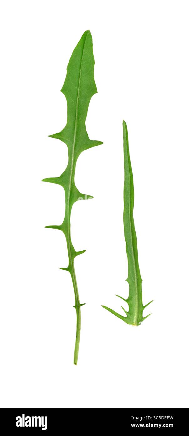 Glatter Hawk's-Bart - Crepis capillaris Stockfoto