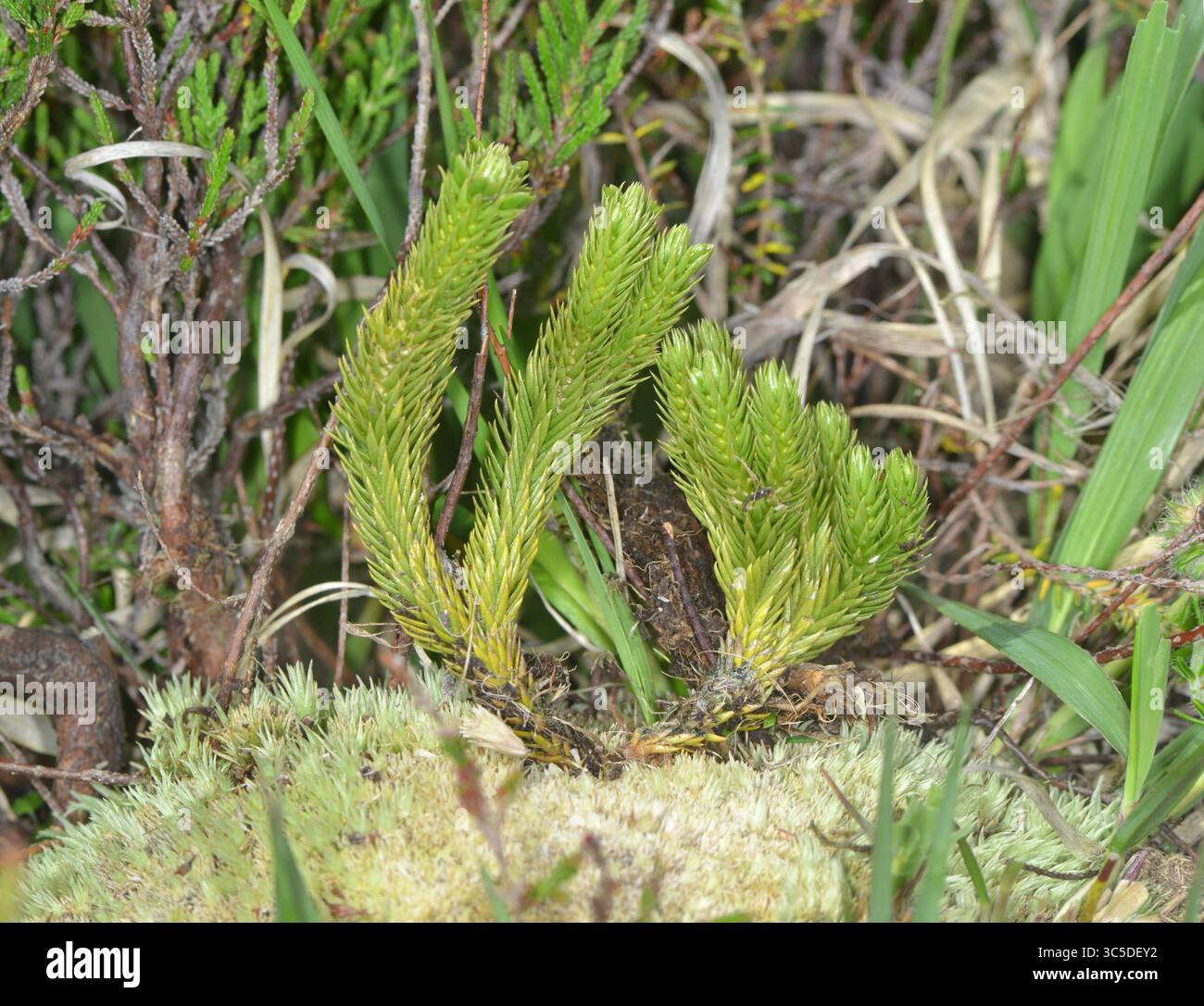 Tannenklubmoos - Huperzia Selago Stockfoto