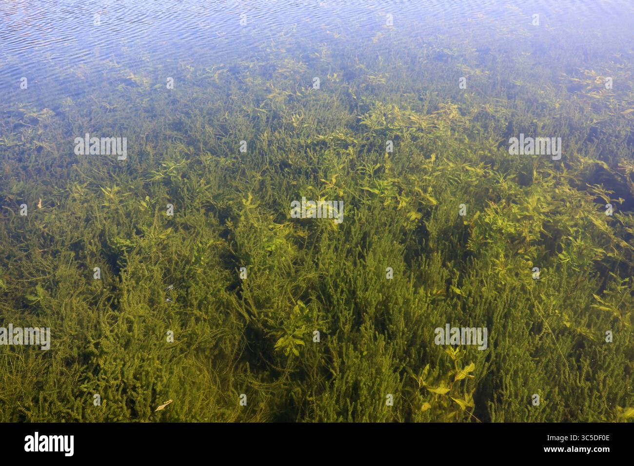 Grüne Algen in sauberem Wasser, Draufsicht. Sommersee Stockfoto