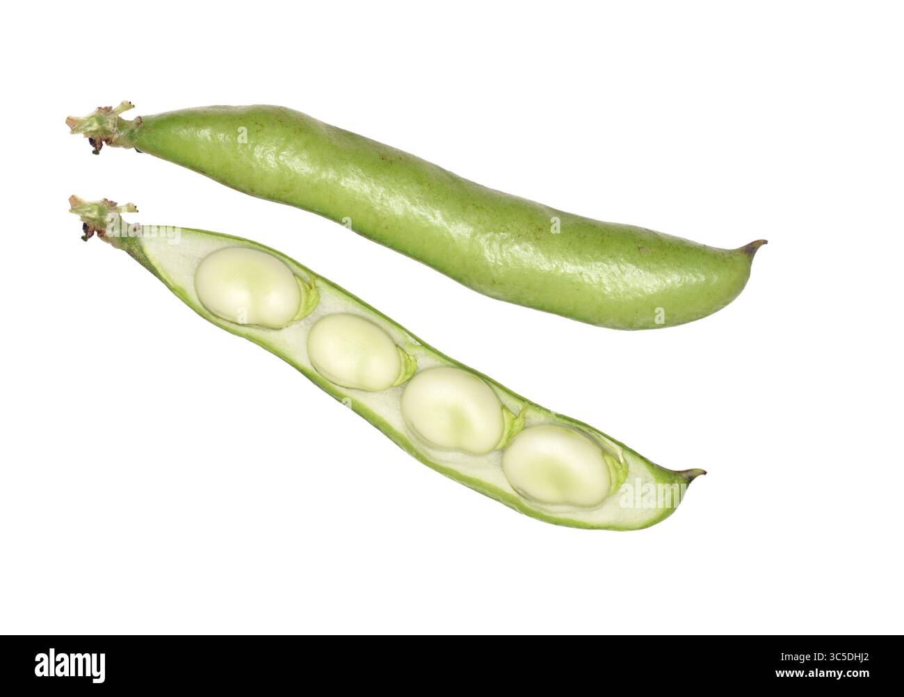 Broad Bean - Vicia faba Stockfoto