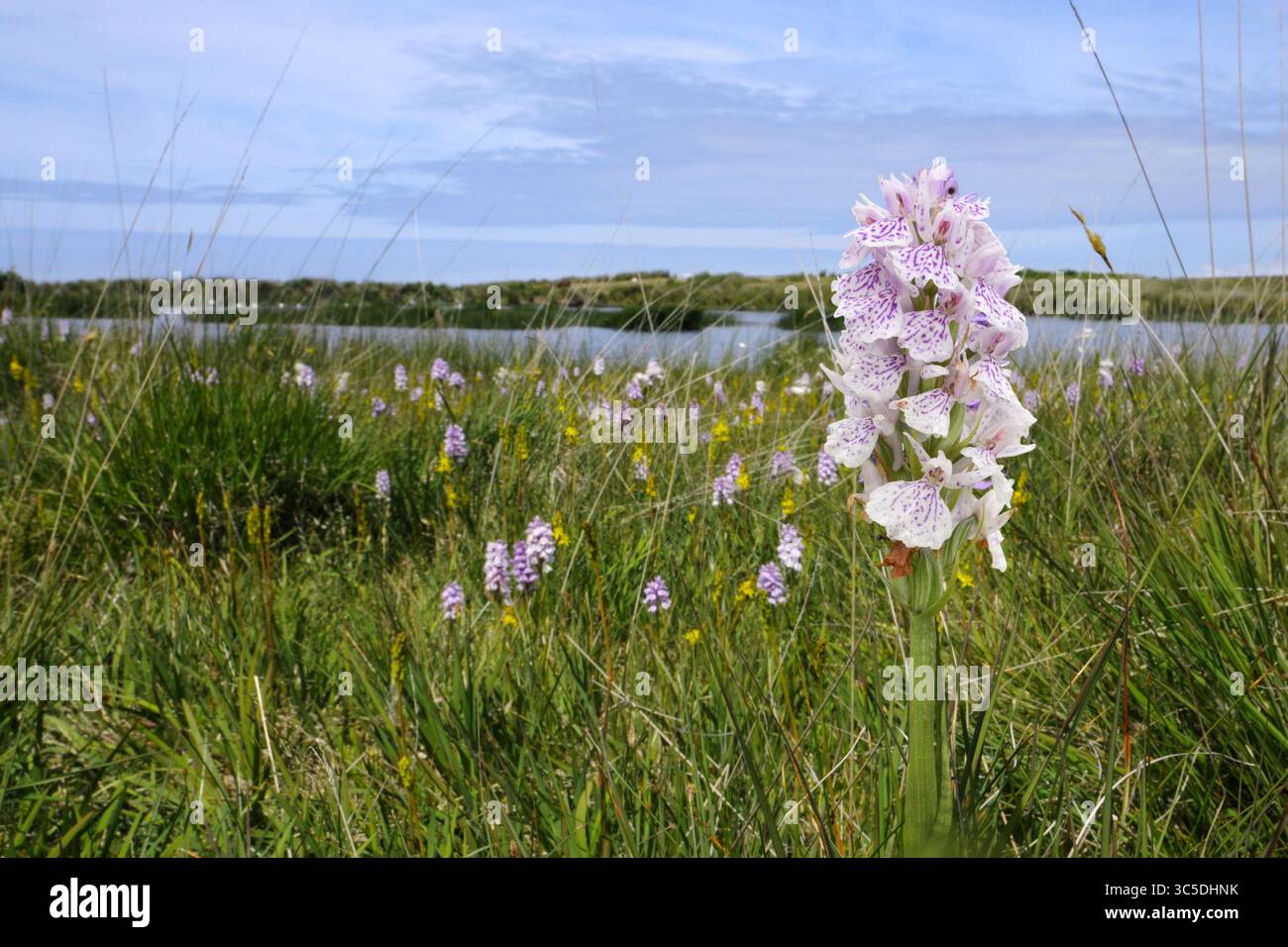 Heide gefleckte Orchidee - Dactylorhiza maculata (Orchidaceae) Höhe bis 50 cm. Oberflächlich ähnlich wie gewöhnliche Orchideen, aber beschränkt auf Feuchtigkeit, die meisten Stockfoto