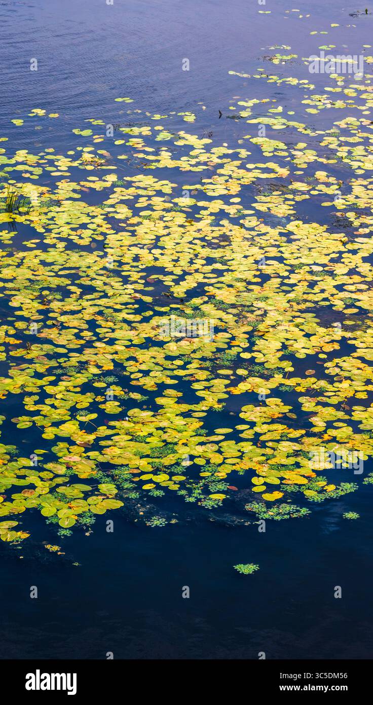 Gelbe und grüne Seerosen bilden einen lebendigen Wandteppich auf der Oberfläche eines dunkelblauen Teichs, der die Essenz eines ruhigen aquatischen Ökosystems einfängt Stockfoto