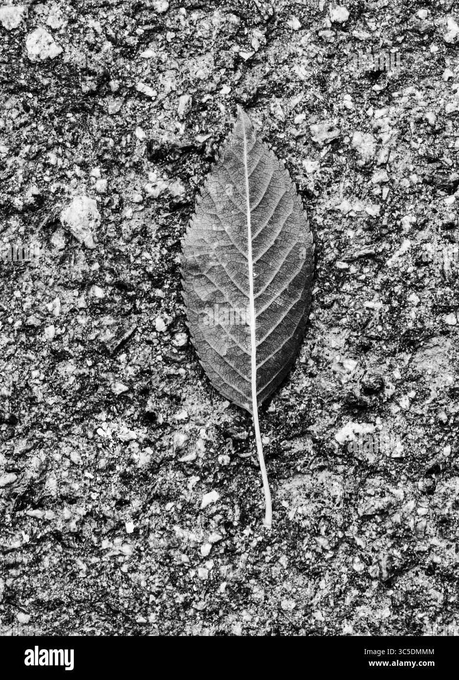 Gefallenes Blatt mit sichtbaren Adern auf Asphalt mit kleinen Steinen und Rissen in Schwarz-weiß, die einen Kontrast zwischen organischem und urbanem Element bilden Stockfoto