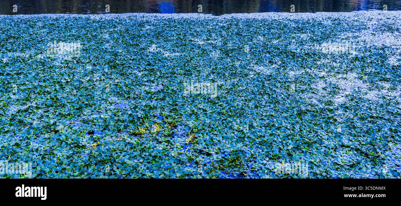 Europäischer Frogbit, eine invasive Wasserpflanze, die die Oberfläche eines Sees dicht mit leuchtenden Grün- und Blautönen bedeckt und Bedenken hinsichtlich des Sauerstoffverbrauchs aufwirft Stockfoto