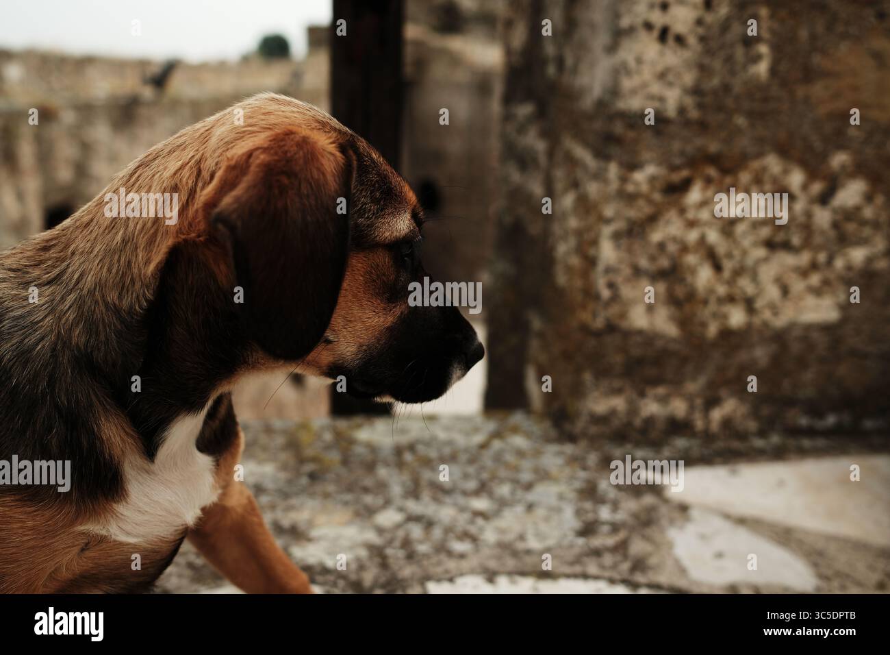 Seitenprofil eines Welpen, der in die Ferne blickt, vor einem verschwommenen Steinfestungsgrund in Smederevo, Serbien. Neugieriger und ruhiger Ausdruck. Stockfoto