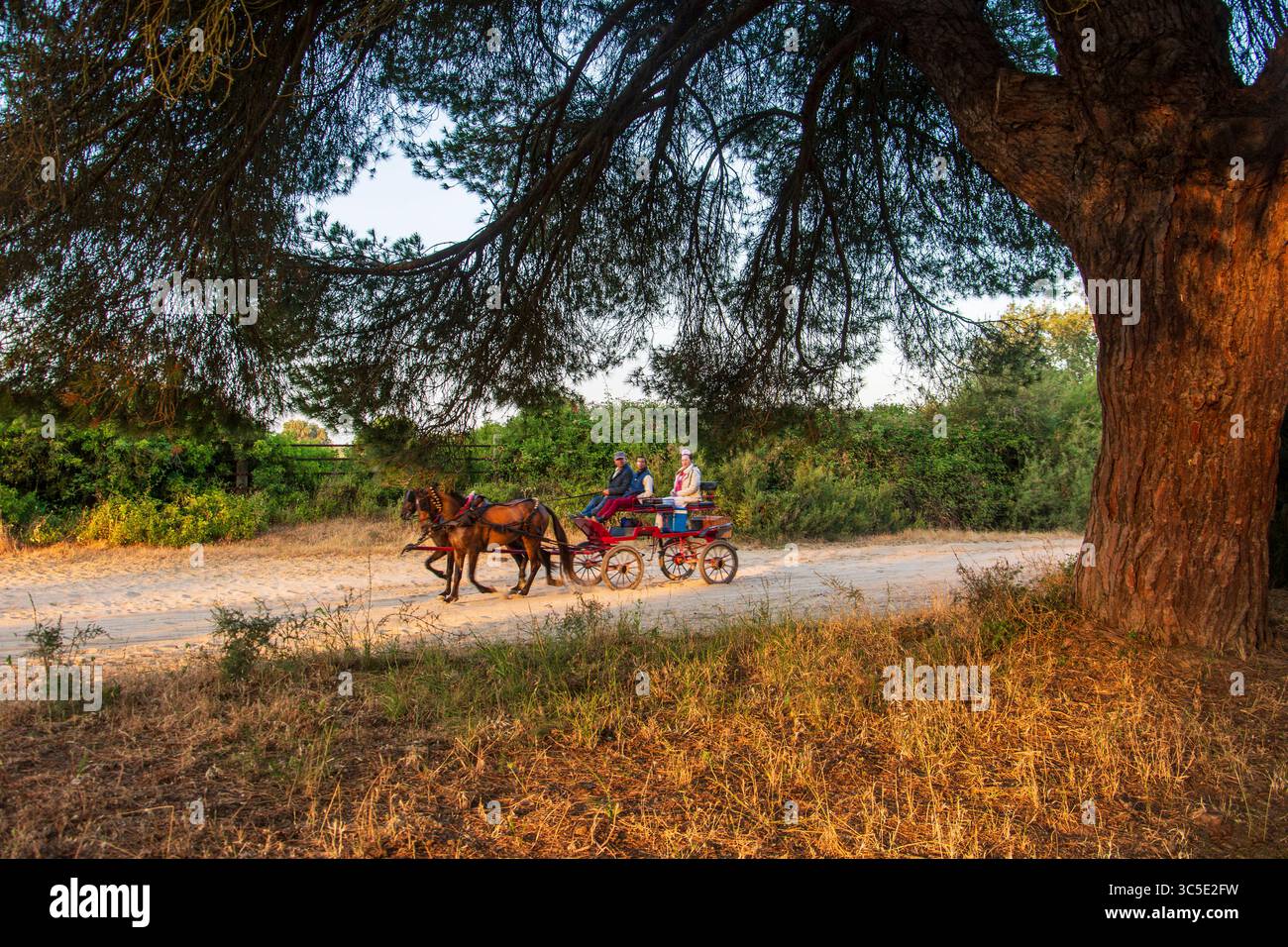 Almonte, Huelva, Spanien. 5. Juni 2025. Typische Pferdekutsche mit Pilgern, die auf den Pfaden des Nationalparks Doñana in Almonte spazieren, Stockfoto