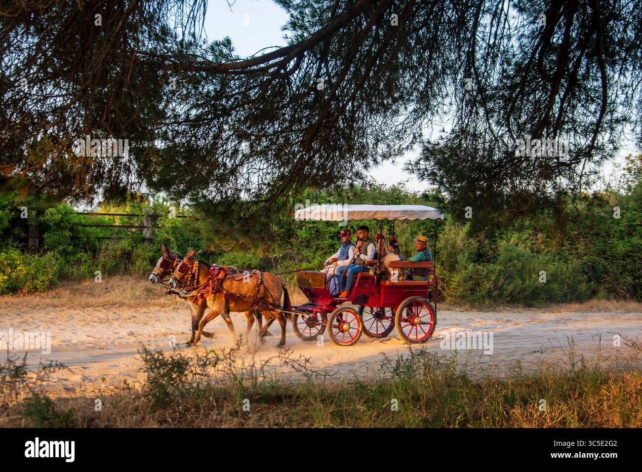 Almonte, Huelva, Spanien. 5. Juni 2025. Typische Pferdekutsche mit Pilgern, die auf den Pfaden des Nationalparks Doñana in Almonte spazieren, Stockfoto
