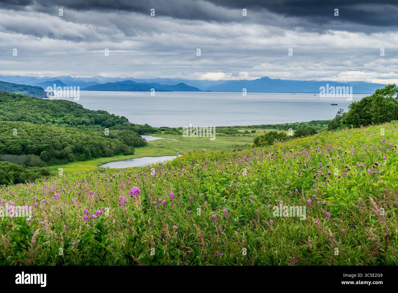 Die Küste der Halbinsel Kamtschatka liegt unter grauen Wolken mit üppigen grünen Feldern, felsigen Klippen, Strand der Avacha Bay und lila Blumen im Vordergrund. Stockfoto