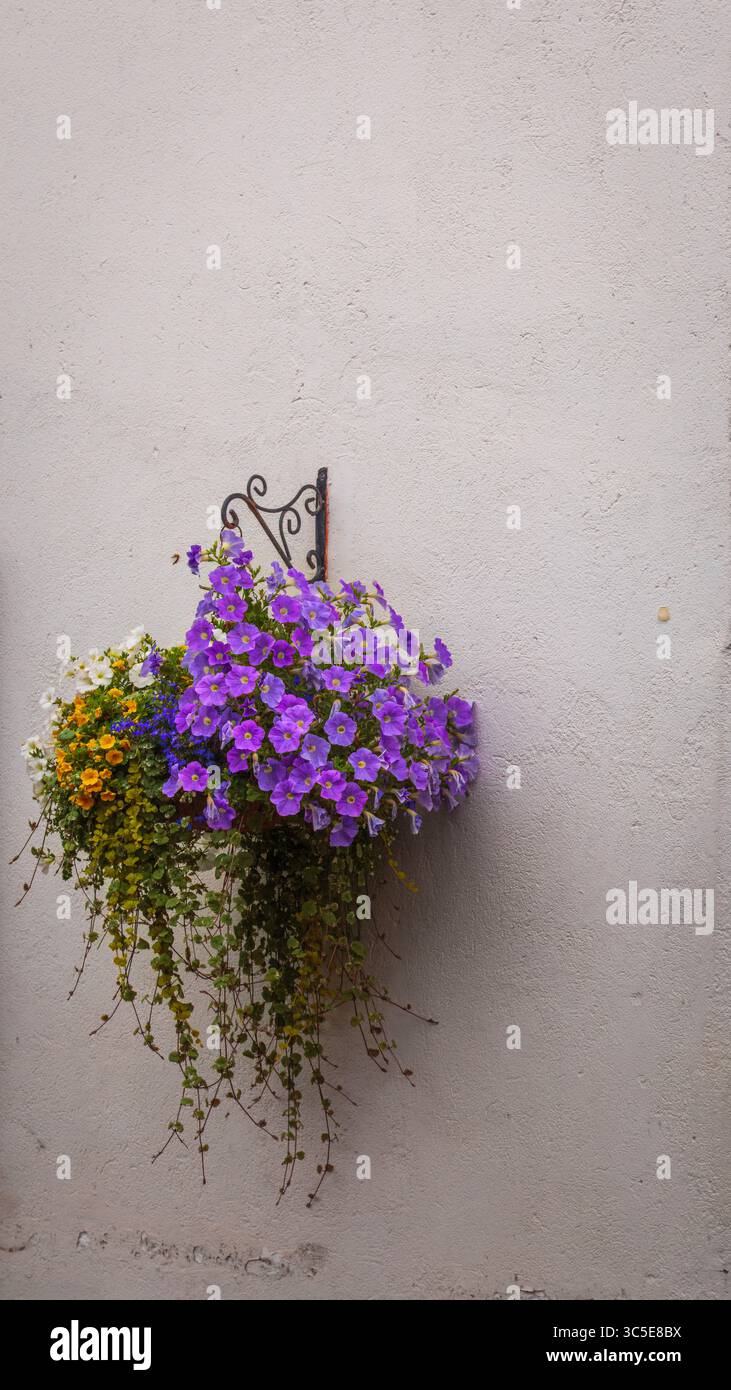 Hängender Korb Der Blumen An Der Weißen Wand, North Shields, Juli 2025 Stockfoto