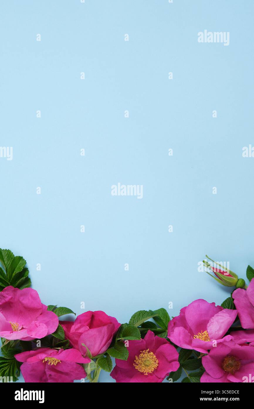 Blauer Hintergrund mit Hagebuttenblüten am unteren Rand. Platzieren für Ihren Text Stockfoto