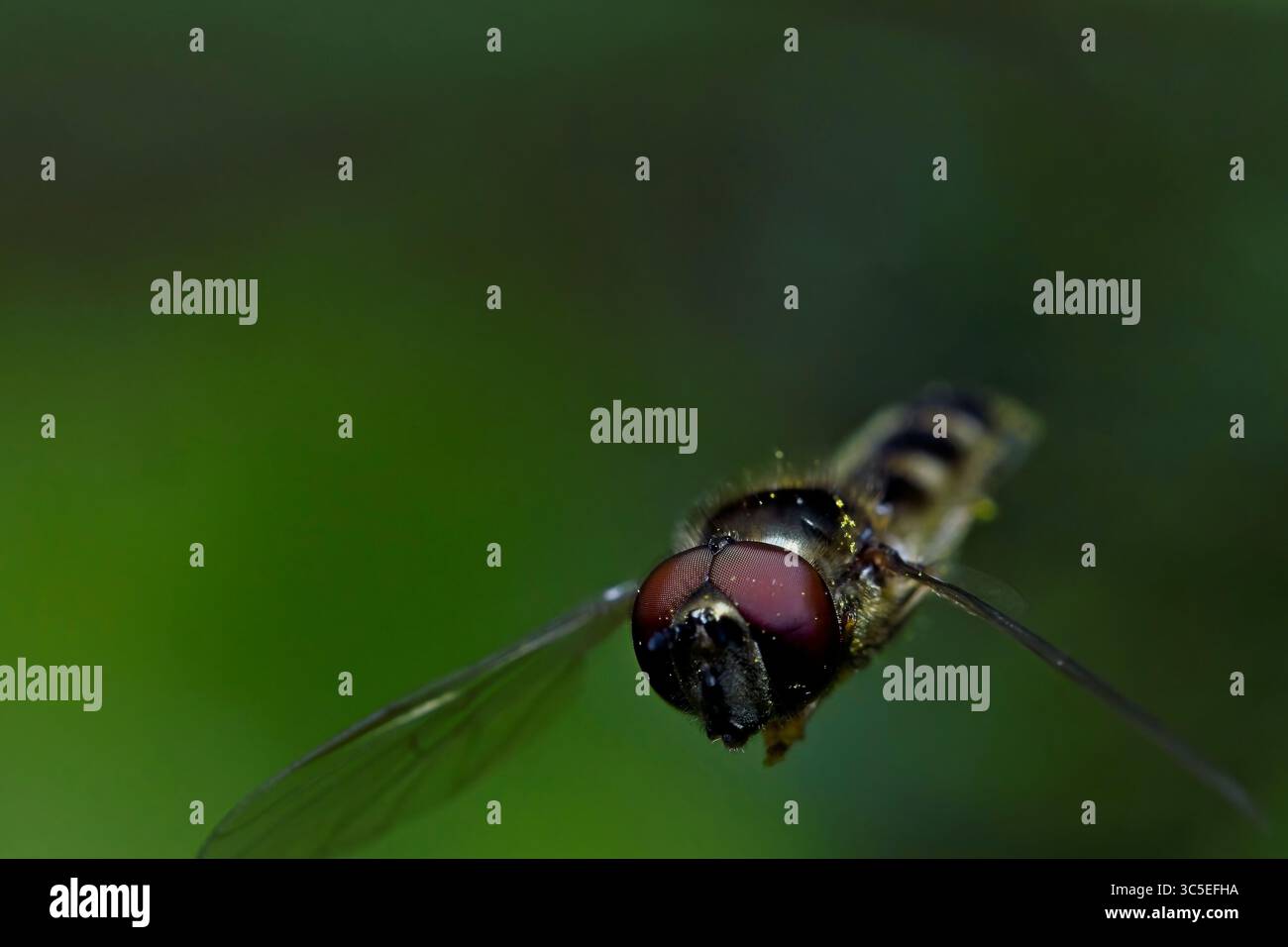 Hoverfly Stockfoto