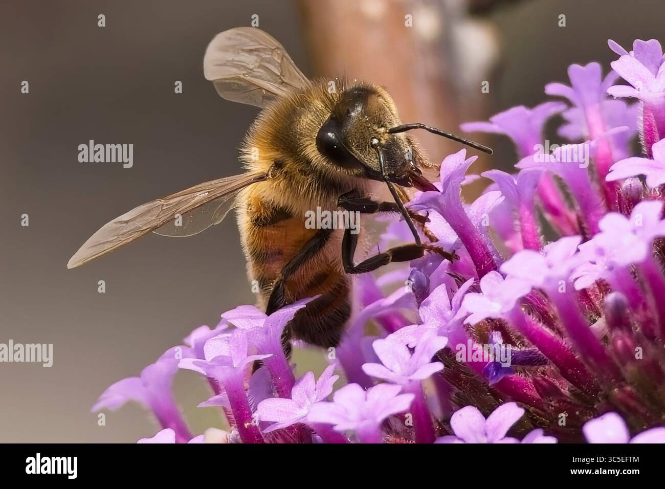 Honigbiene Stockfoto