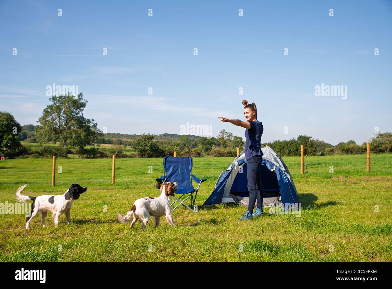 Frau, die mit zwei Spaniel-Hunden im Campingurlaub spielt Stockfoto