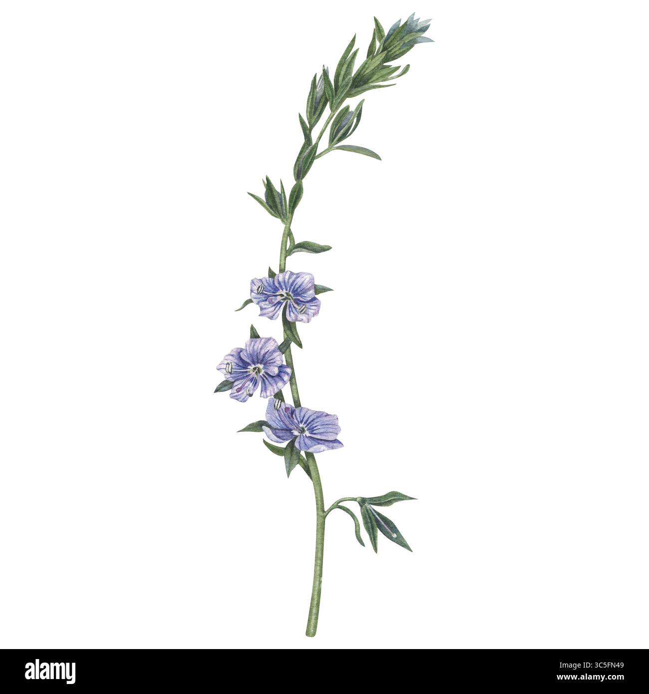 Veronica chamaedrys Blüten (Germander speedwell, Bird's Eye speedwell oder Katzenaugen). Handgezeichnete Aquarellabbildung einer kleinen Pflanze mit blauem pe Stockfoto