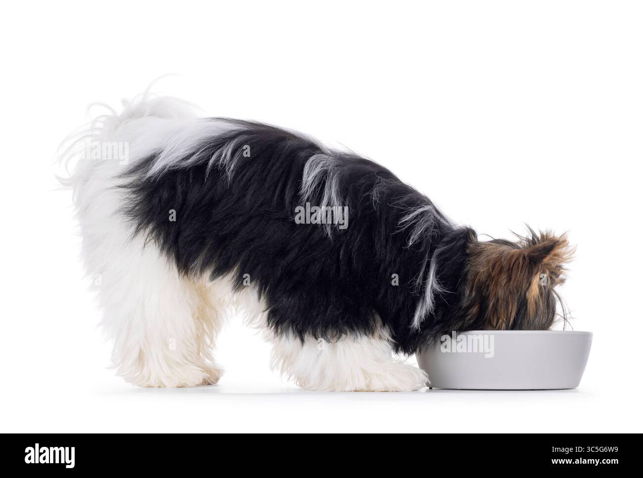 Süßer Biewer Yorkshire Terrier Hund, seitlich stehend. Kopf in grauer Schüssel essen oder trinken. Isoliert auf weißem Hintergrund. Stockfoto