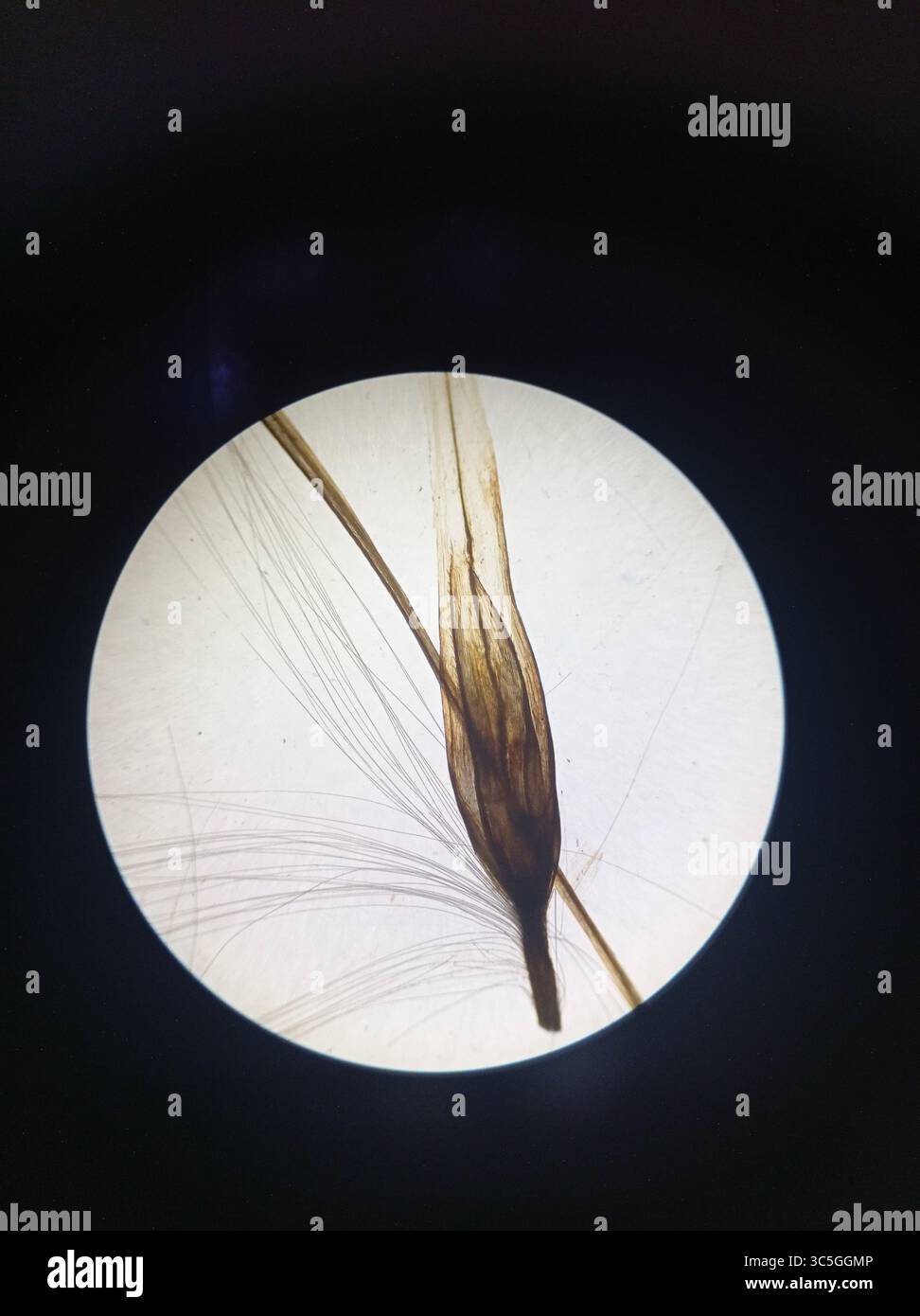 Mikroskopisches Bild einer Schilfpflanze. Erfasst mit Lichtmikroskop für botanische Studien oder Bildungszwecke. Stockfoto