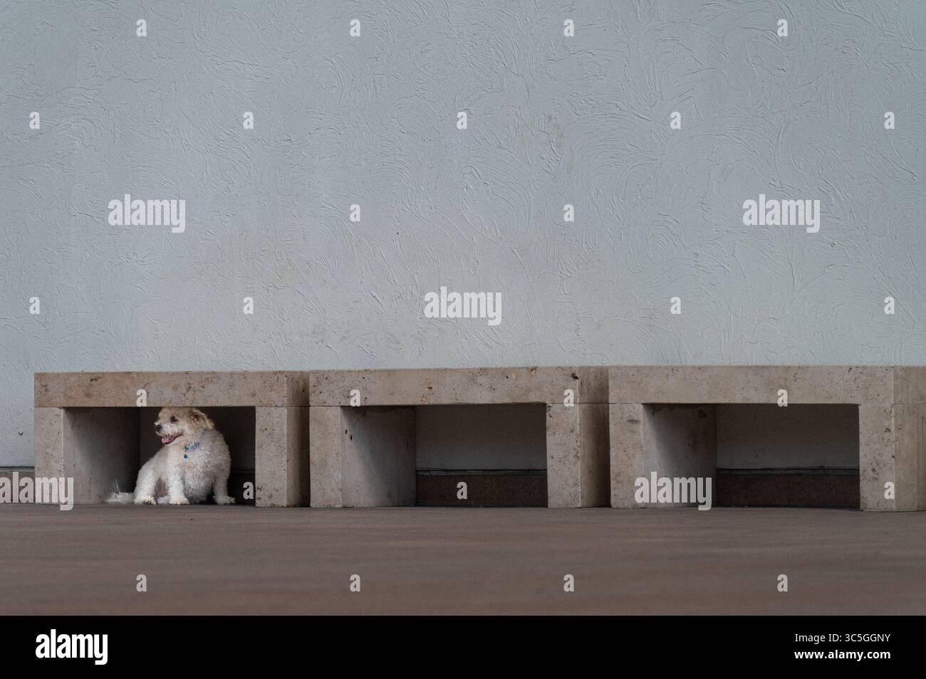Weißer Hund, der an einem heißen Sommertag unter einer minimalistischen Betonbank vor einer strukturierten Wand sitzt Stockfoto