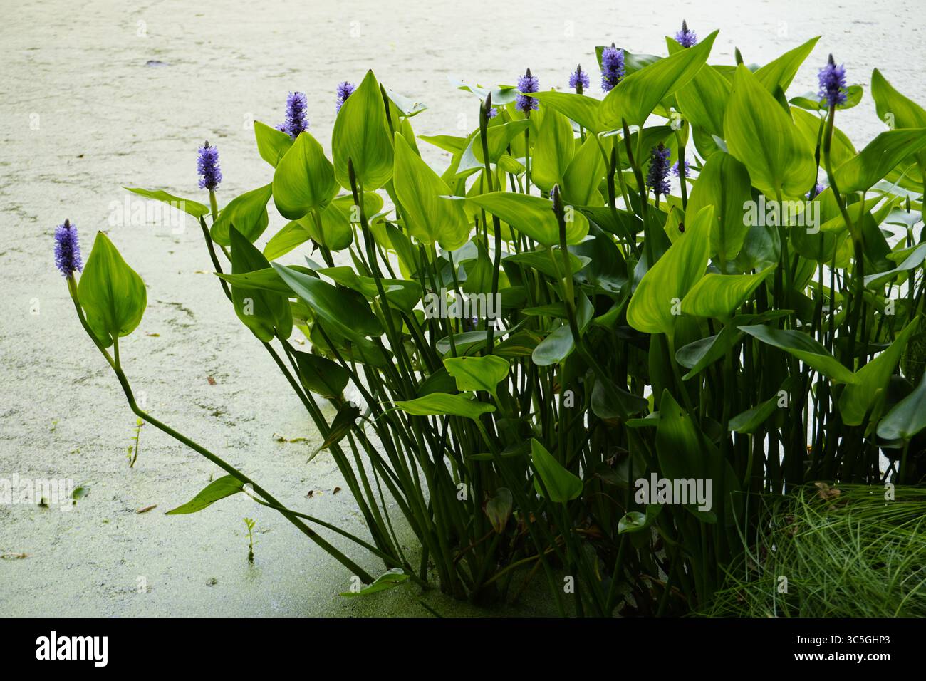 Eine Pontederia cordata, oder Pickerelweed, eine grüne Wasserpflanze mit violetten Blüten, wächst im Everglades-Sumpf Stockfoto