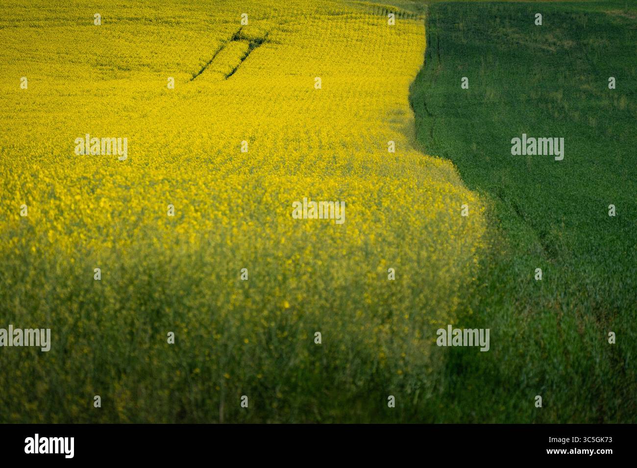 Luftaufnahme des gelben Rapsfeldes, geteilt durch grünen Streifen und Bewässerungsbahnen Stockfoto