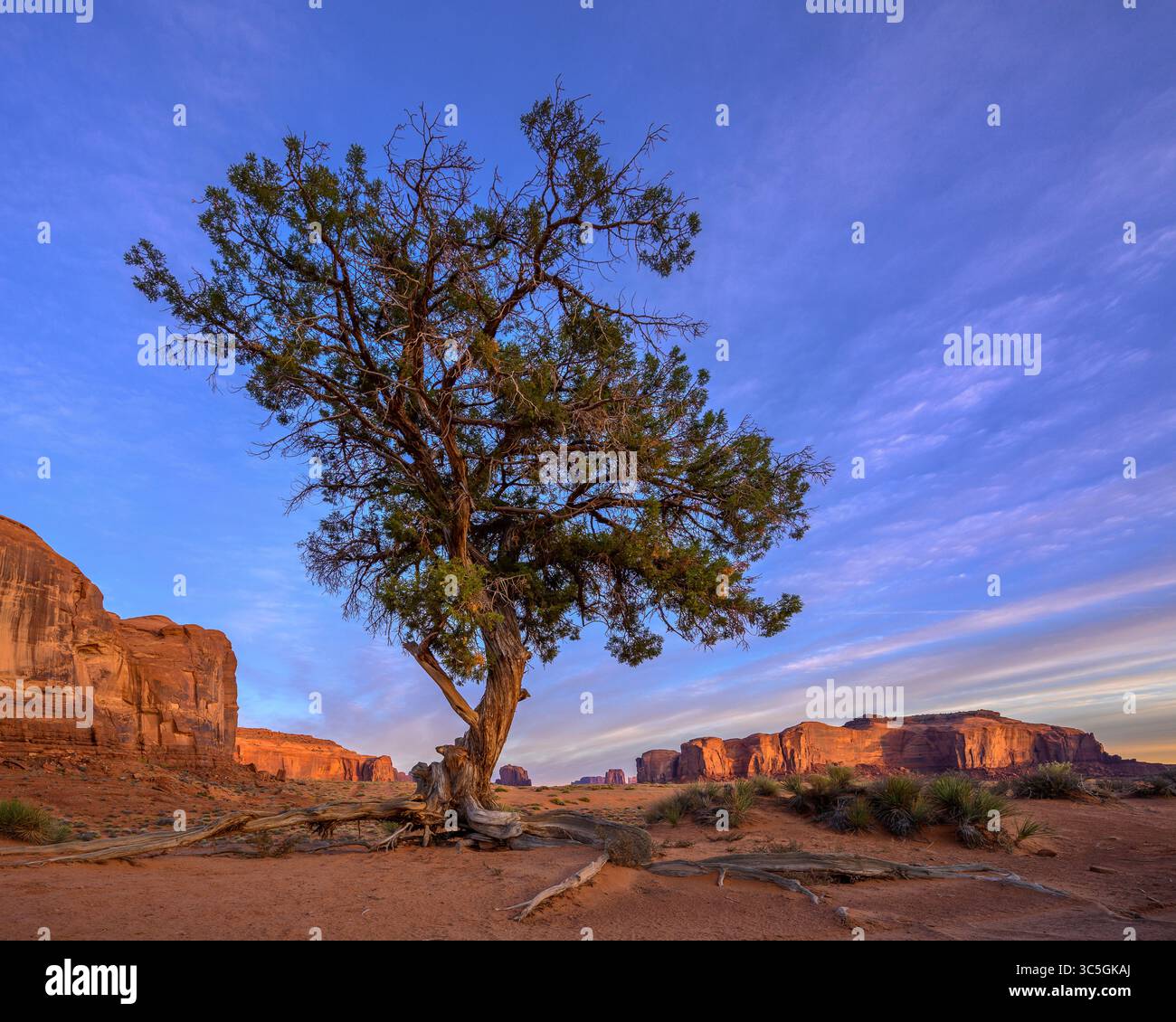 Wacholderbaum im Monument Valley Navajo Tribal Park, Arizona. Stockfoto